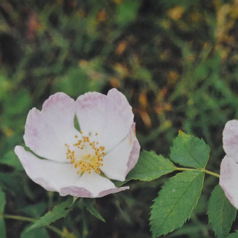 Wild Rose Bach Flower Remedy 10ml